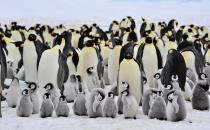 A flock of emperor penguins