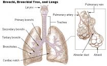 A public domain medical diagram of a pair of human lungs