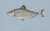 A silver-scaled fish
