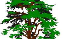 Artist's impression of a tree