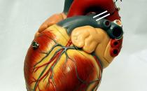 A model of a heart