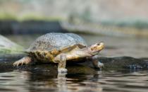 A freshwater turtle