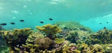 Help save a coral reef Coral Reefs