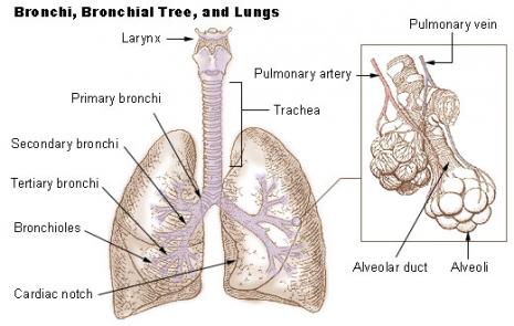 Human lungs are very complicated. Lung dissection