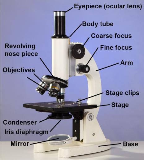 parts of a compound light microscope worksheet