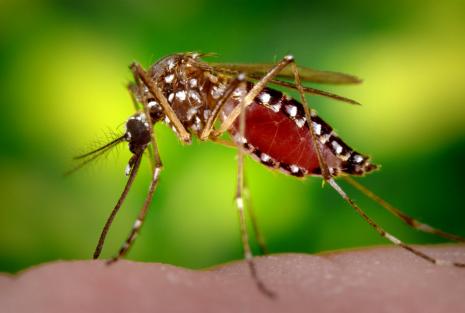 Mosquitos kill more people than any other creature The making of the fittest: Natural selection in humans
