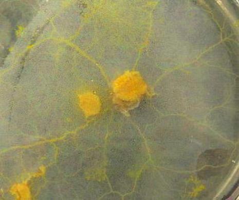 SOP: Physarum polycephalum (slime mould) care and use