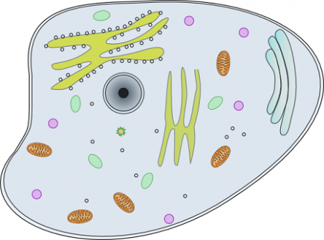 Cell vs virus - TED Ed Cell vs Virus - TED Ed