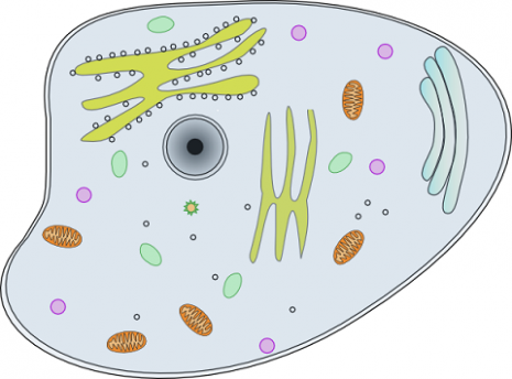 Cell vs Virus - TED Ed