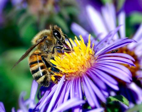 bee on flower Friend or Foe?