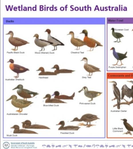 Wetland birds of South Australia Wetland Birds of South Australia
