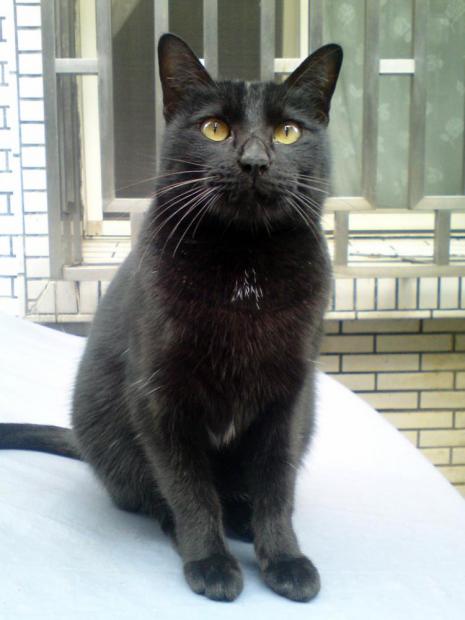 Cats in the city PetPEP - Australian Veterinary Association