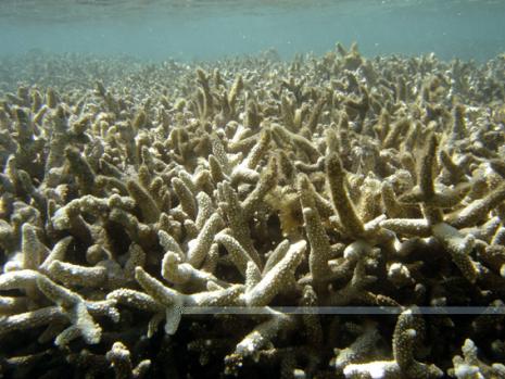 Climate Change and Coral Bleaching