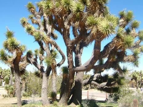A desert plant Meet spiky, thorny and carnivorous plants!