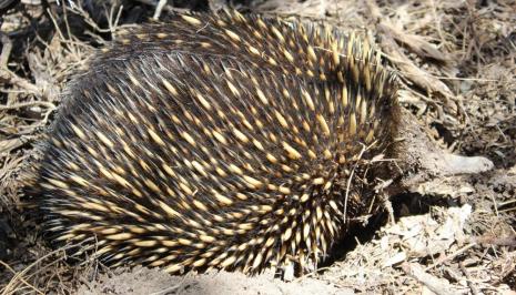 Echidnas are monotremes Prickly Echidna