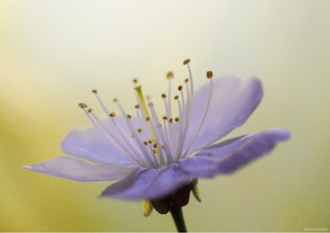 Flower Dissection