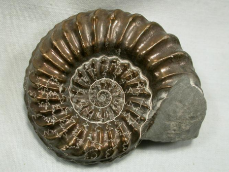 (c) The Virtual Fossil Museum www.fossilmuseum.net Mapping change over time