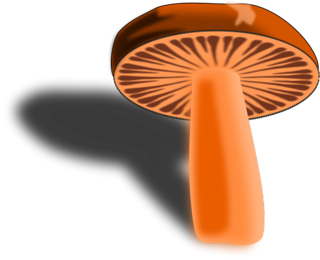 Fungi The dark world of fungi
