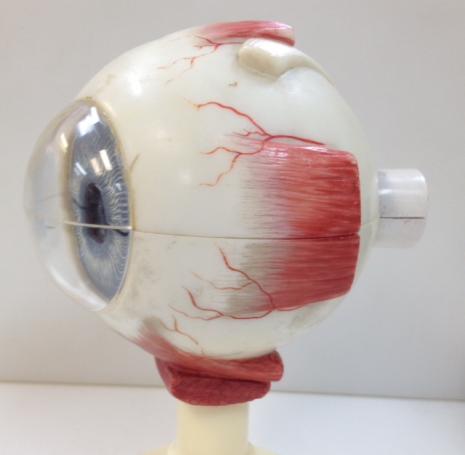 SOP: Performing an eye dissection