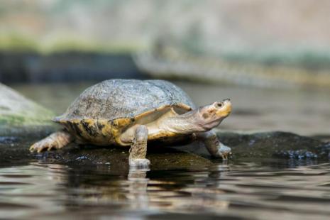 Old Bernie is a long-time resident of the area. Old Bernie's Pond