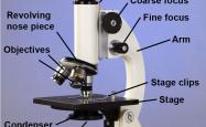 A photo of a compound microscope with all the parts labelled
