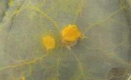 Image of Physarum polycephalum slime mould