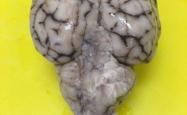 Picture of a sheep brain