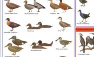 An image of a wetland birds identification chart