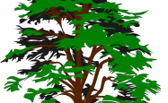 An artist's impression of a tree
