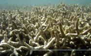 A photo of bleached coral
