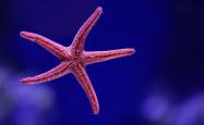 Starfish in blue water