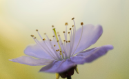 Purple flower showing stamen and anthers