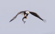 Eagle flying through the sky with a fish in its talons
