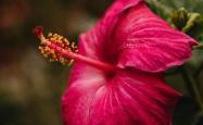 Red hibiscus flower in bloom